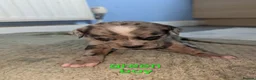 Mixed Breed dogs for sale: Mixed mastiff breed puppies in Hull - Advert 7