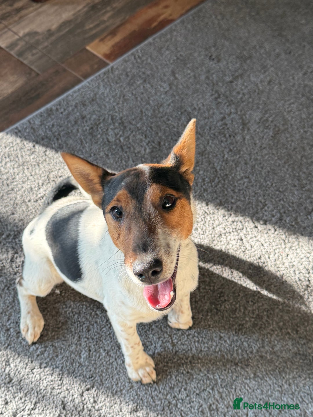 Fox Terrier dogs for adoption: Sweet Mizzo looking for LOVE - Image 20