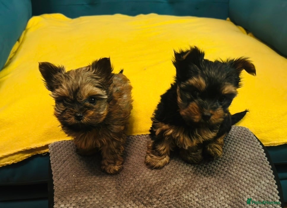 Yorkshire Terrier dogs Yorkshire terrier 2mini boys - Advert 1