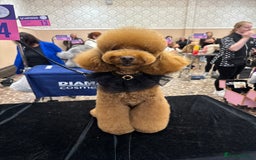 Toy Poodle dogs for stud: MULTI-AWARD WINNING SHOW DOG FOR STUD✨🐩 - Image 8