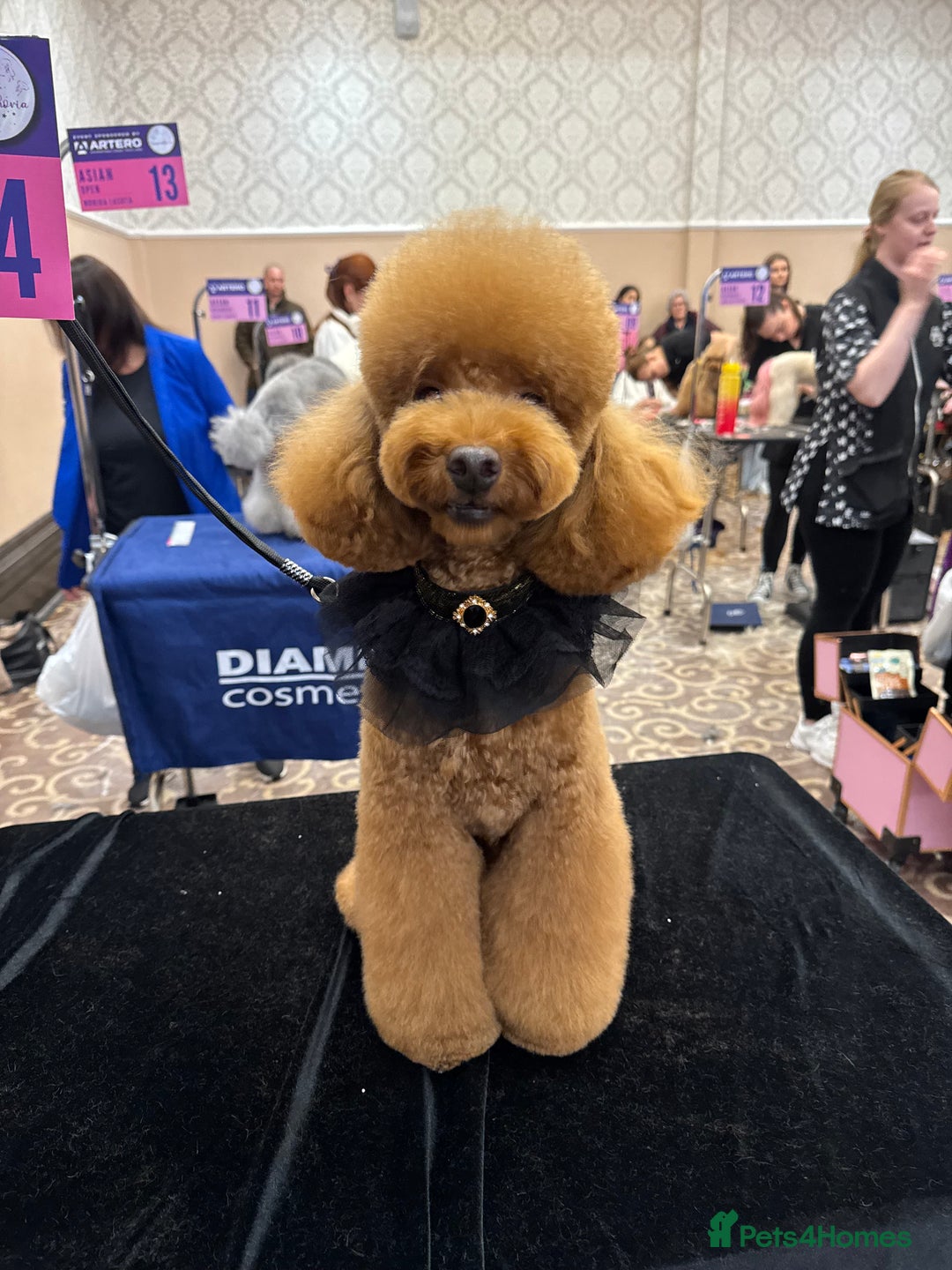 Toy Poodle dogs for stud: MULTI-AWARD WINNING SHOW DOG FOR STUD✨🐩 - Image 8
