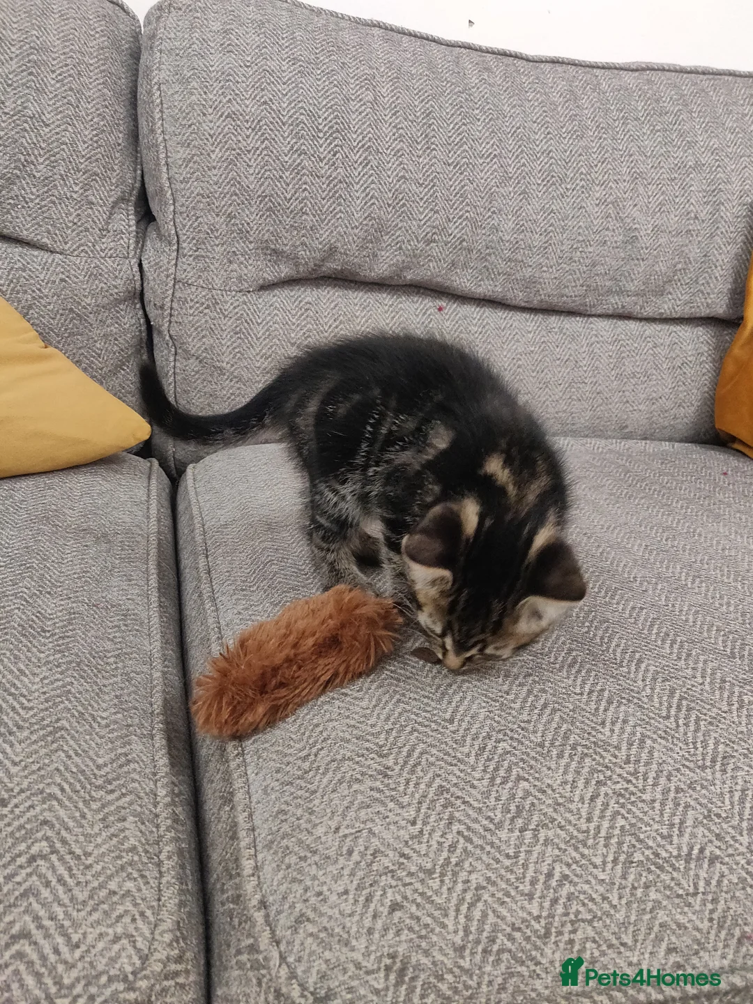 Mixed Breed cats for sale: 3 beautiful kittens  in Liverpool - Advert 7