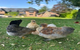 Chickens poultry for sale: Silkie Rooster  - Image 2