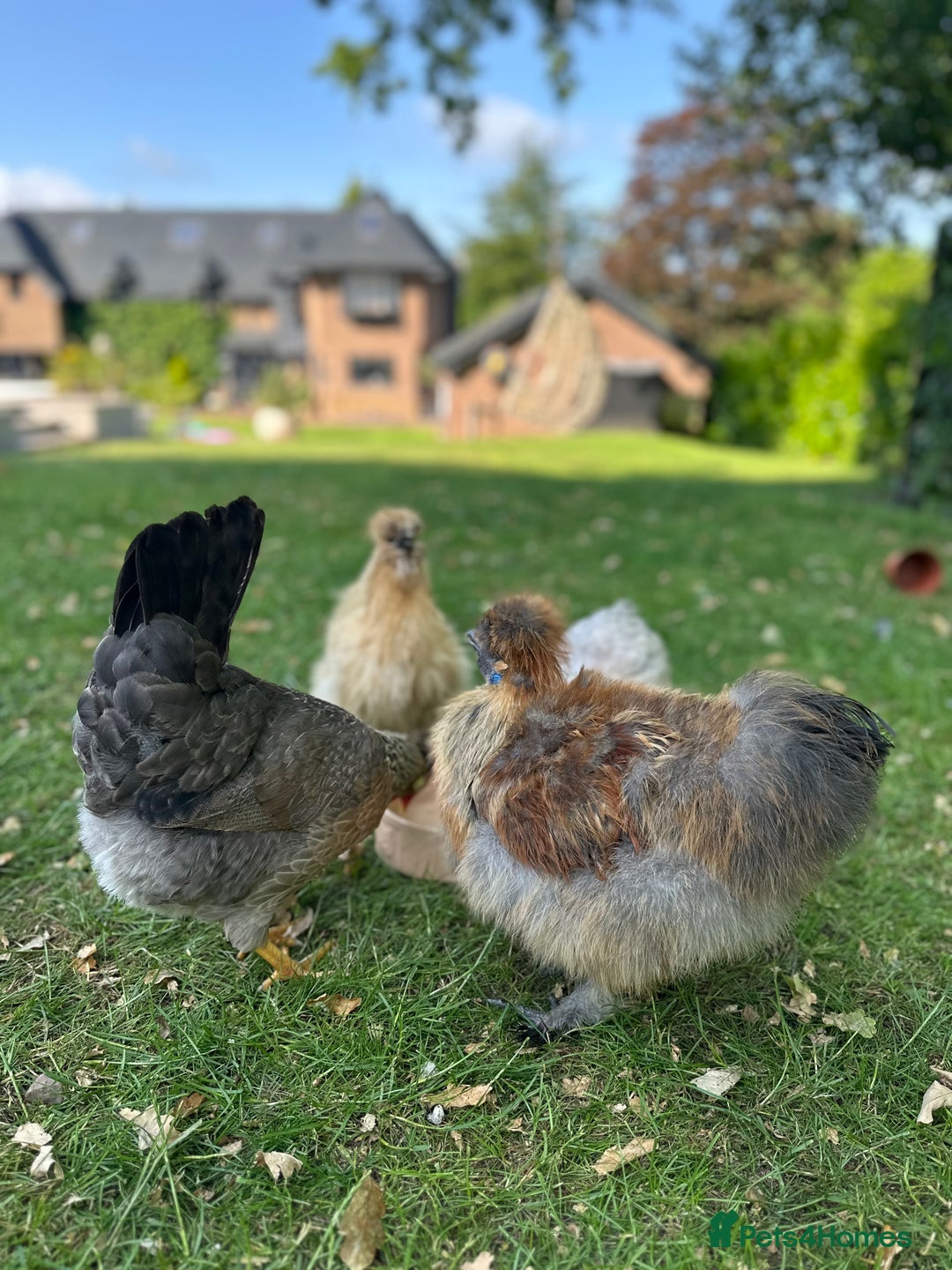 Chickens poultry for sale: Silkie Rooster  - Image 2