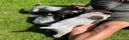 German Wirehaired Pointer dogs for sale: KC Registered German Wirehaired Pointer Puppies - Advert 7