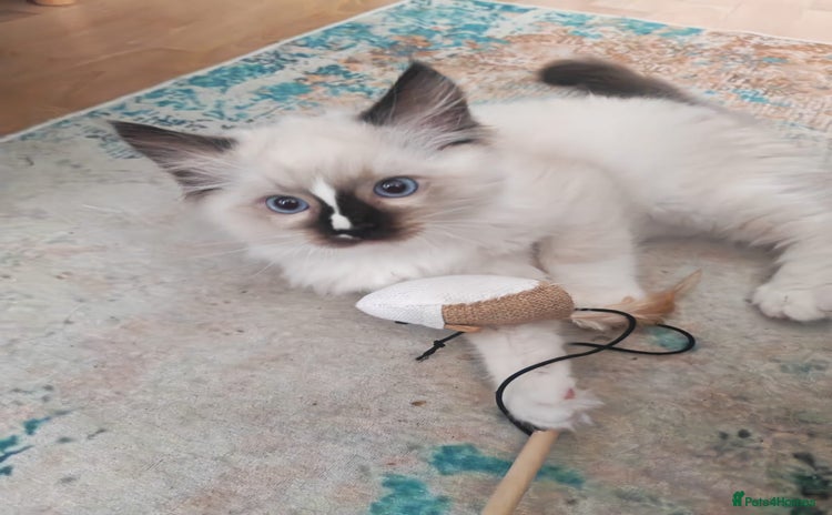 Ragdoll cats - Advert 3