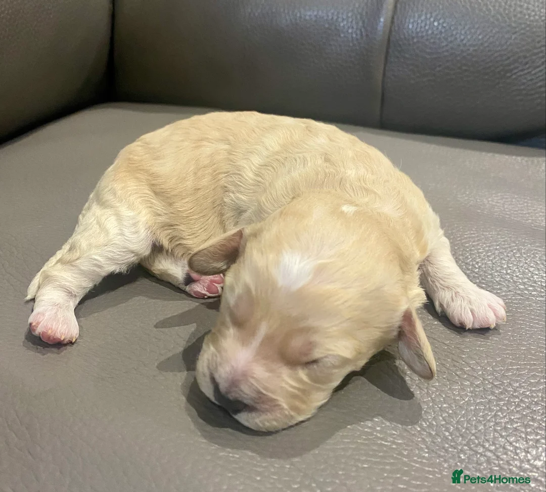 Cockapoo dogs for stud: Ralf.  in Dunfermline - Advert 12