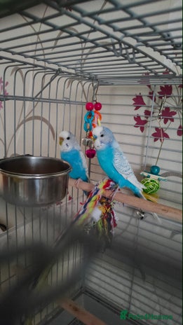 Budgerigars birds - Advert 1