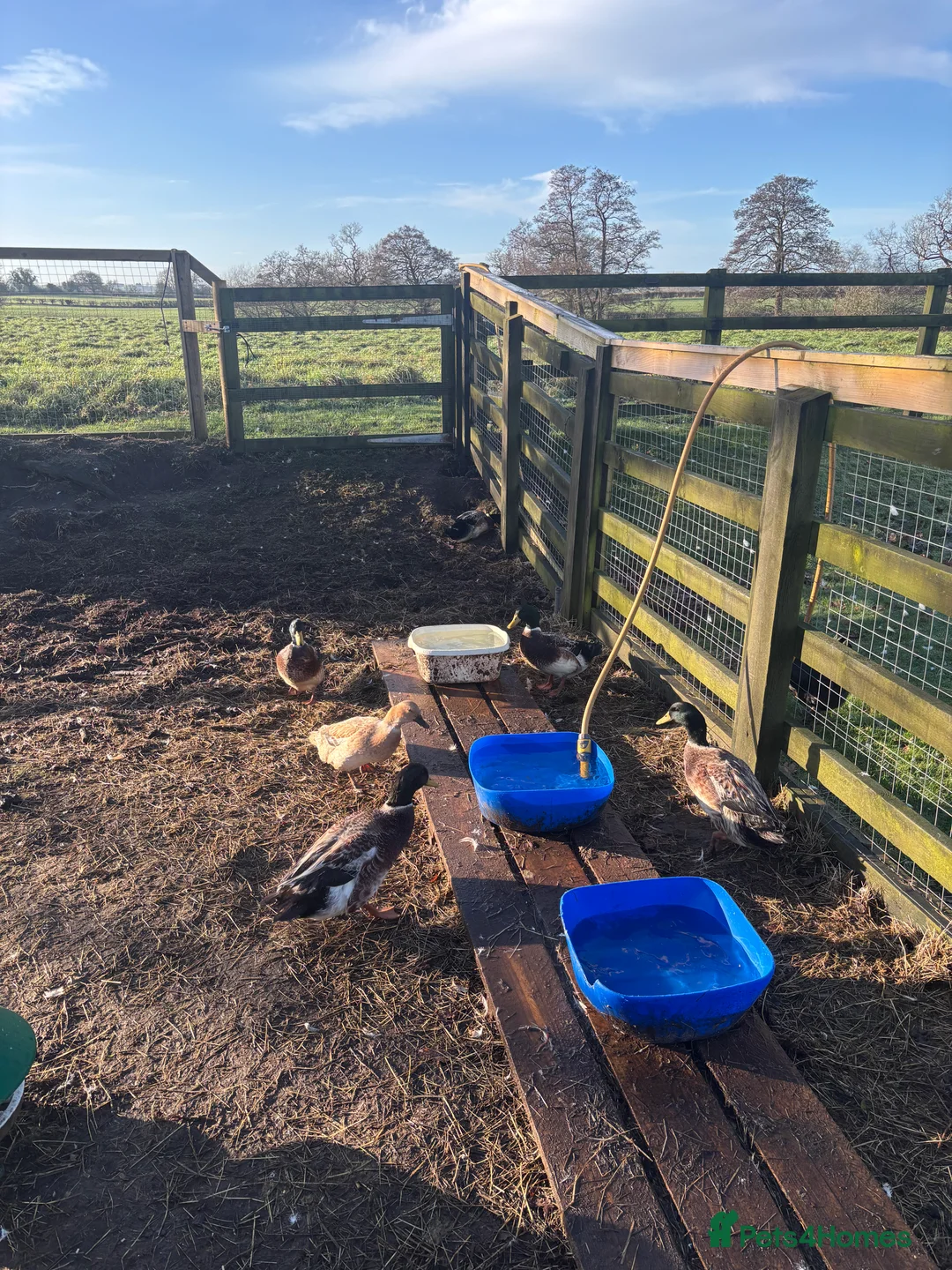 Ducks poultry for sale: Welsh harlequin Drakes  - Advert 3