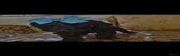 Miniature Poodle dogs for sale: Miniature poodles - Advert 8
