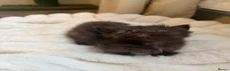 Munchkin cats for sale: RARE BLUE MUNCHKIN BOY - READY TO LEAVE  - Advert 5