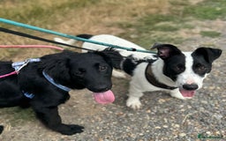 Mixed Breed dogs for adoption: Meet Otto, currently residing in Essex  - Image 2
