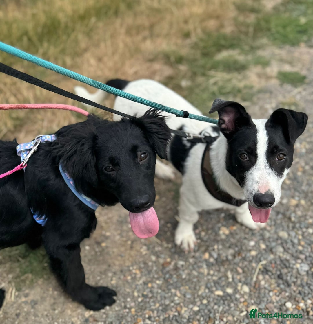 Mixed Breed dogs for adoption: Meet Otto, currently residing in Essex  - Image 2