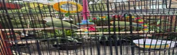 Lovebirds birds for sale: Female and Male Lovebirds,located- Stoke Newington - Advert 4