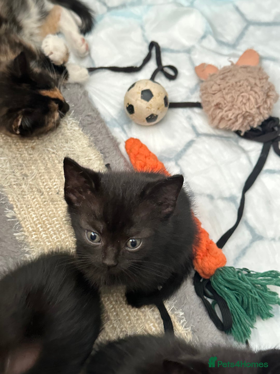 Mixed Breed cats for sale: Mixed Breed kittens - Image 4