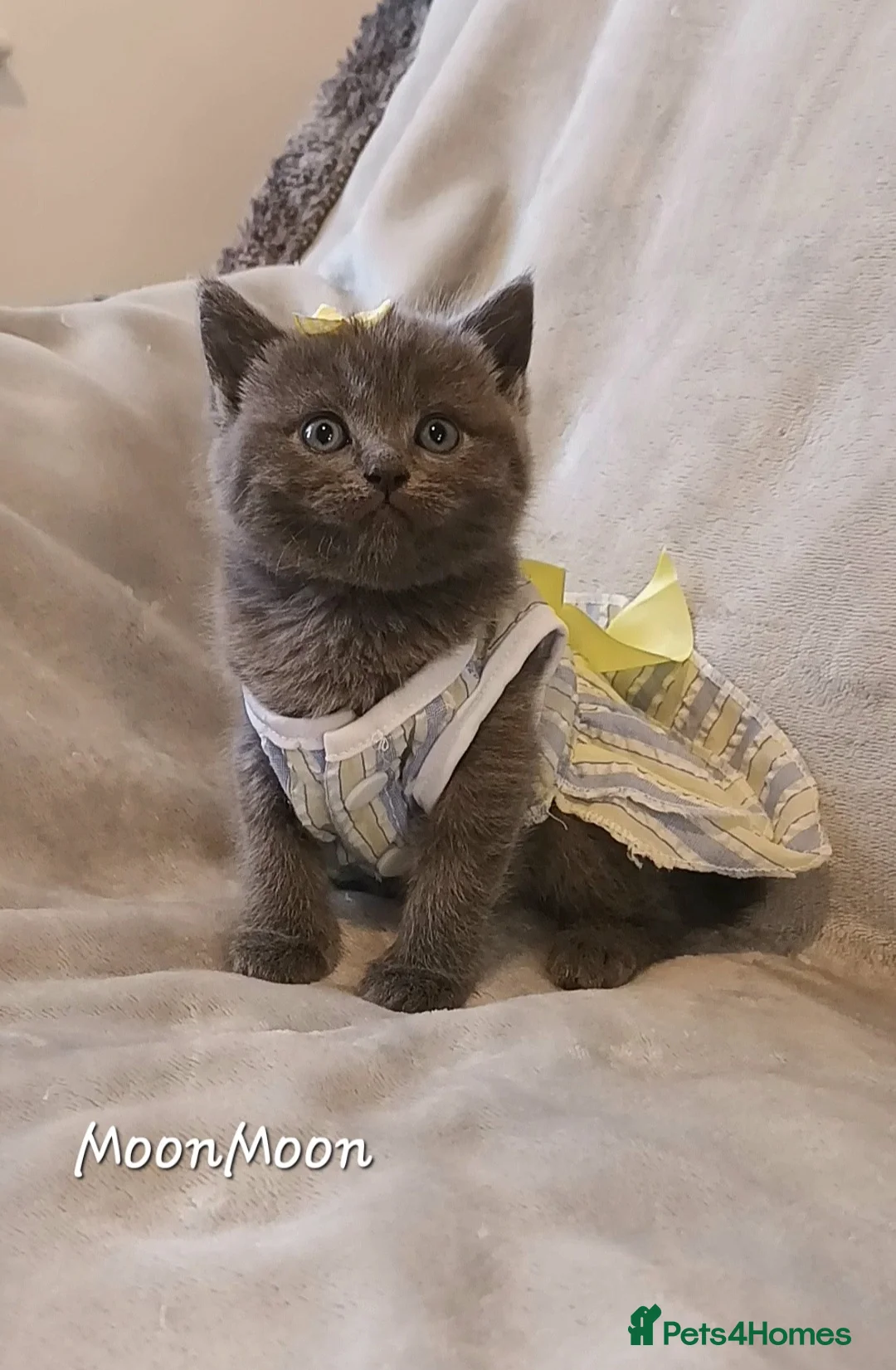 British Shorthair cats for sale: British shorthair babies  - Advert 1