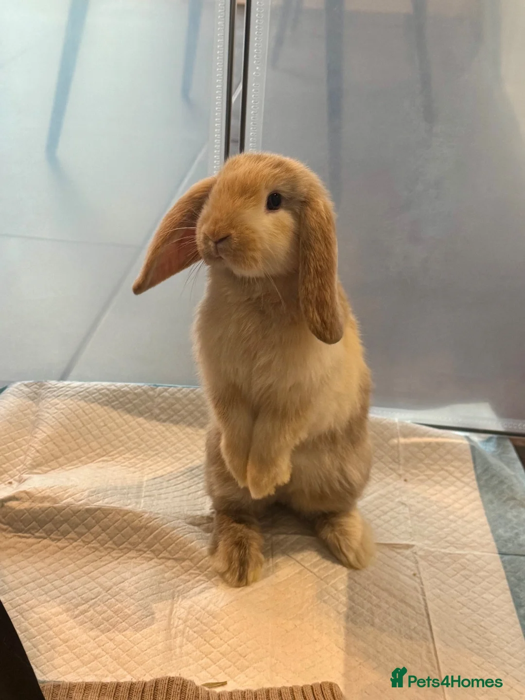Mini Lop rabbits for sale: Mini Lop Buck for rehoming in Liskeard - Advert 2