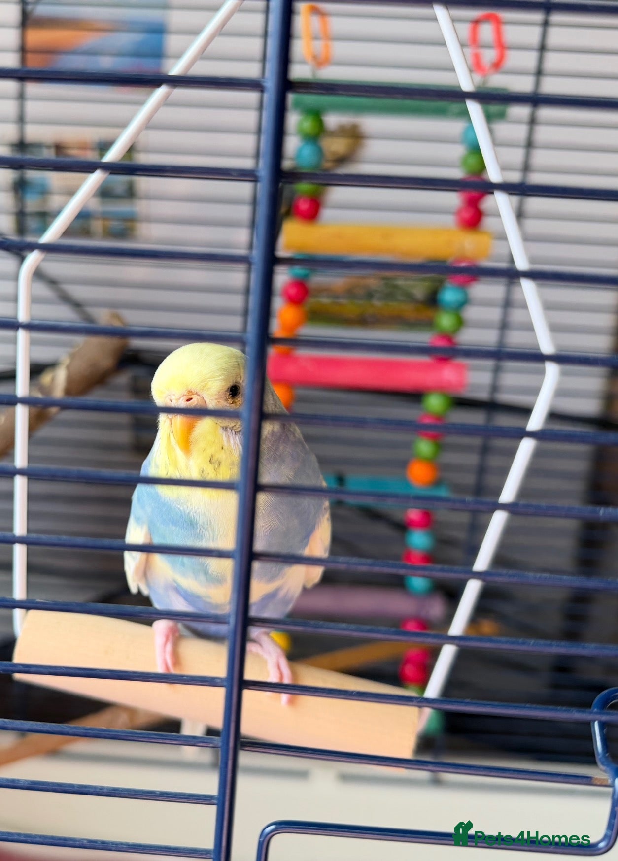 Budgerigars birds beautiful budgie with cage/accessories - Advert 3