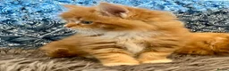 Maine Coon cats for sale: 2 Adorable Maine Coon Kittens TICA reg.  - Advert 10