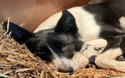 Border Collie dogs for sale: Pure border collies ready now  - Image 32