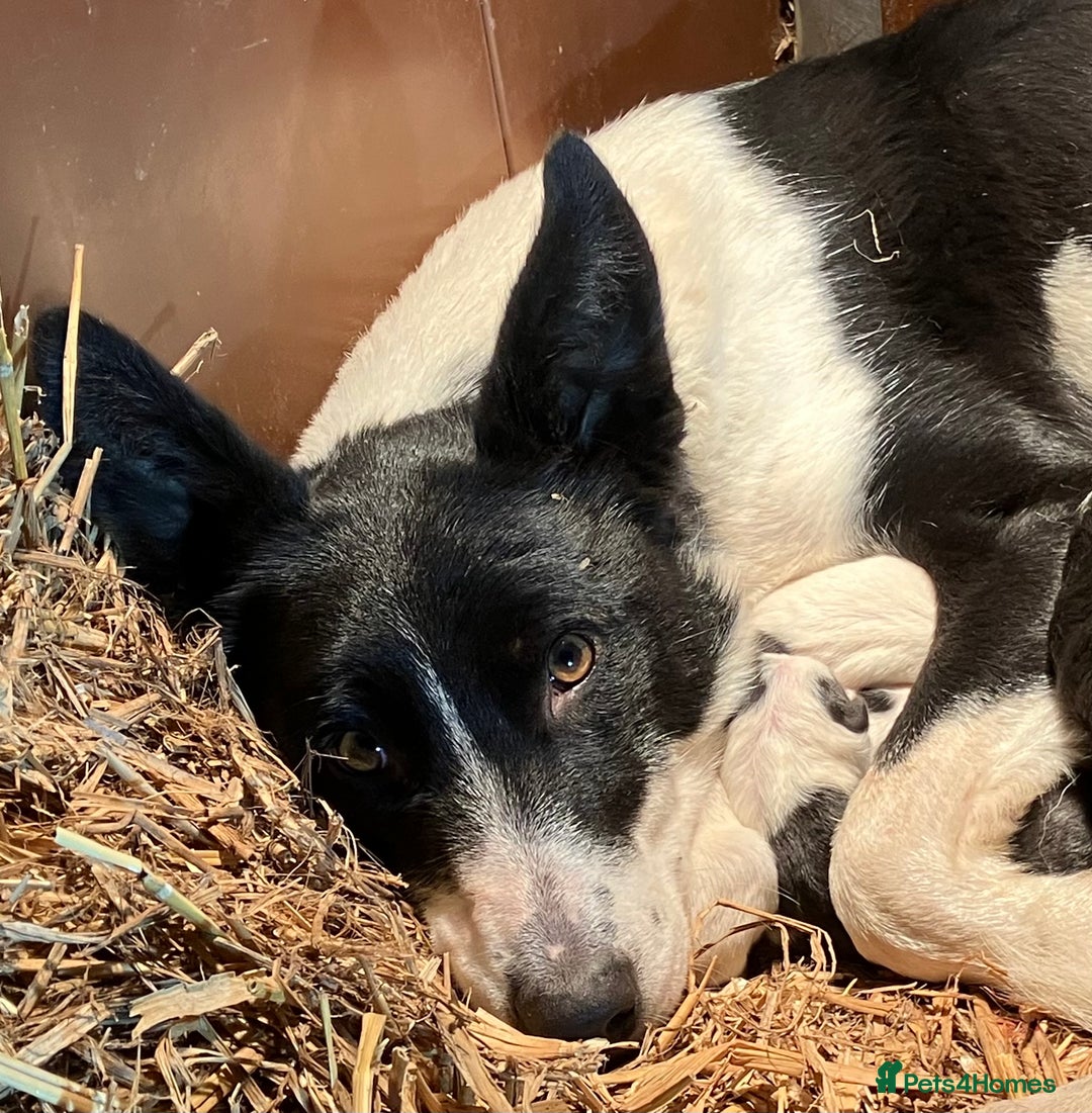 Border Collie dogs for sale: Pure border collies ready now  - Image 32