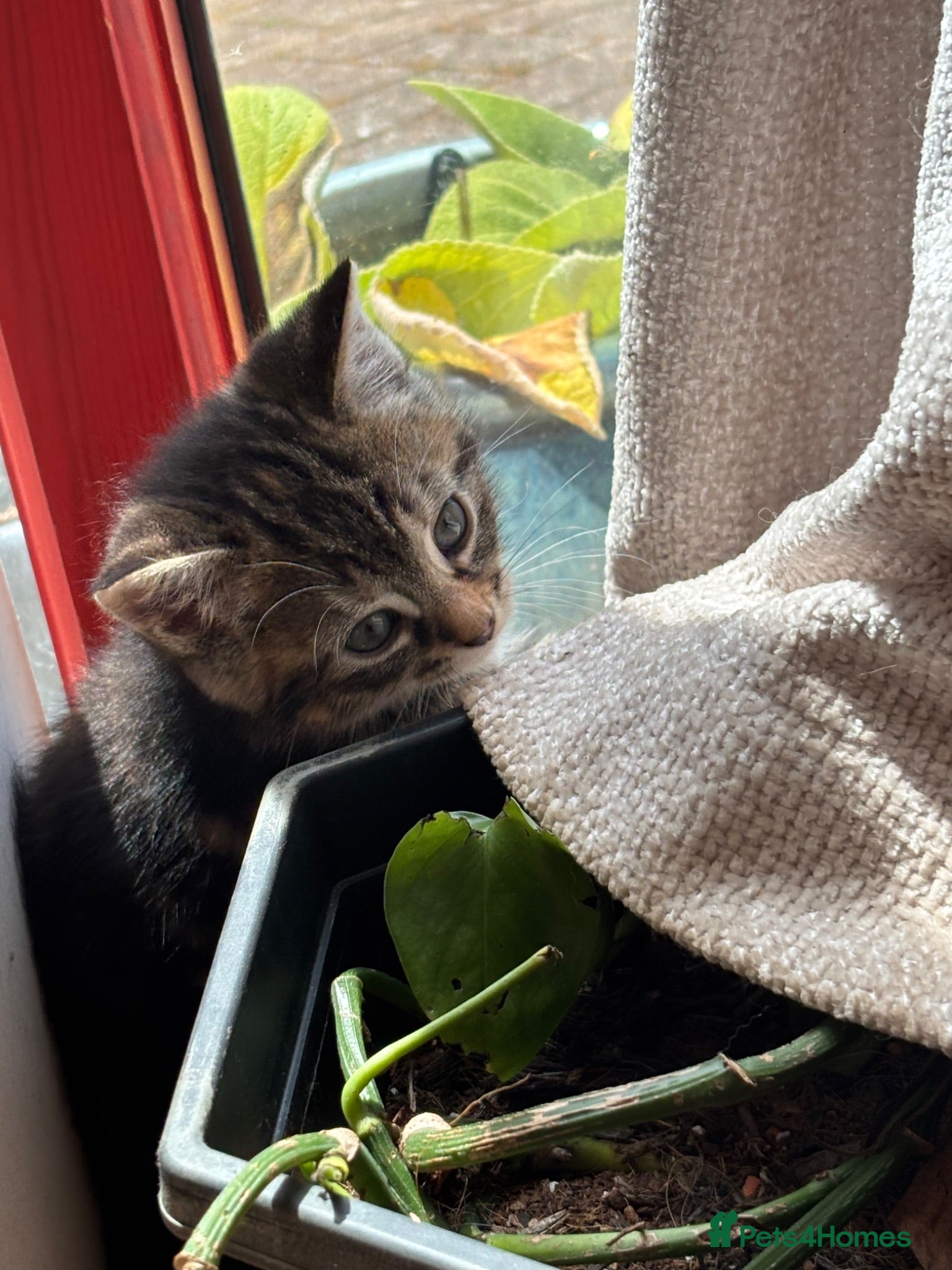 Mixed Breed cats Beautiful Tortoiseshell & ginger kittens  - Advert 9