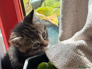 Mixed Breed cats Beautiful Tortoiseshell & ginger kittens - Advert 9