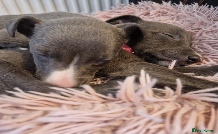 Whippet dogs - Advert 2