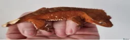 Gecko reptiles for sale: Gargoyles gecko and crested geckos  - Advert 3