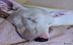 Mixed Breed dogs for sale: Rehome Mavis - Image 4