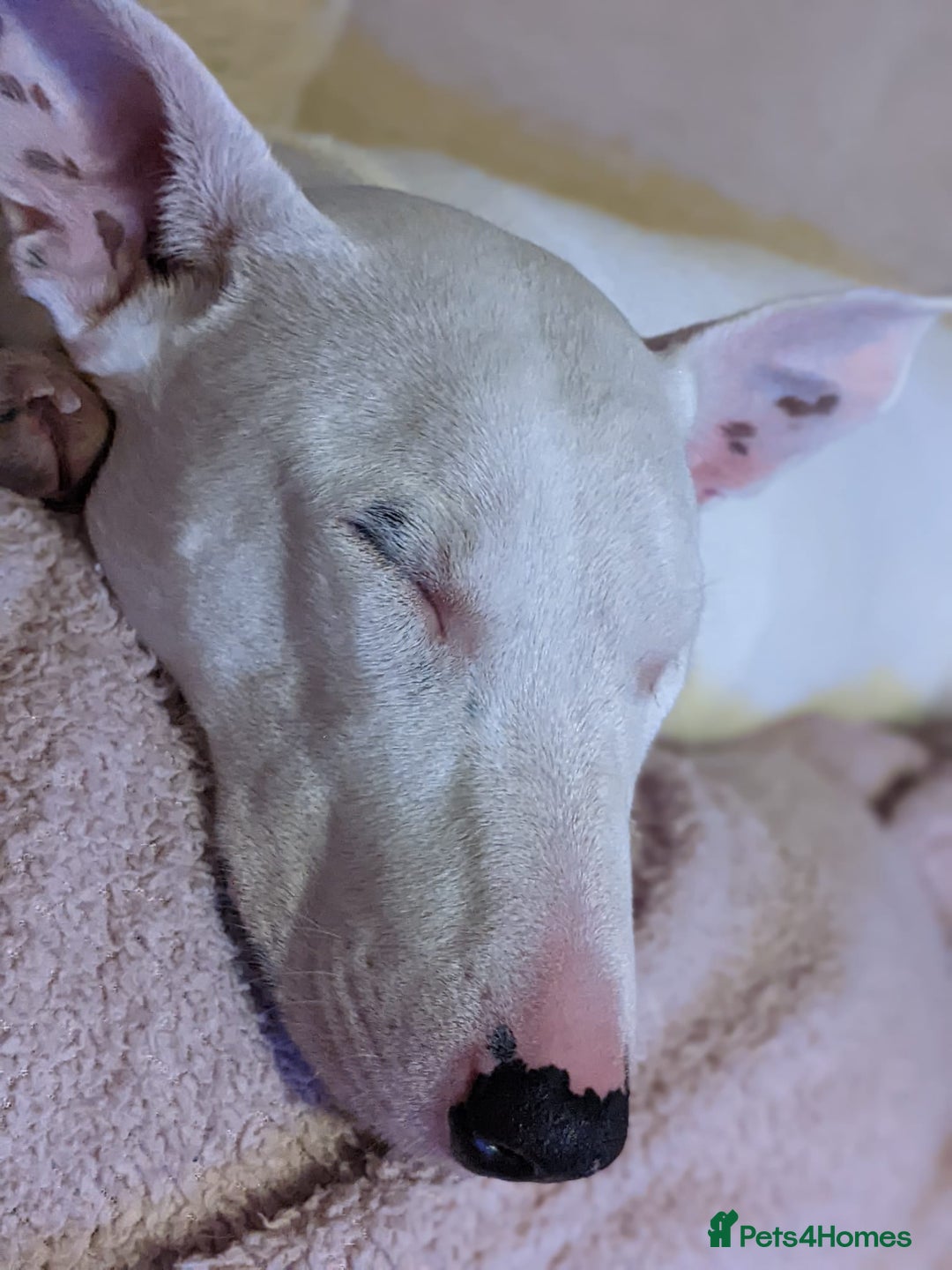 Mixed Breed dogs for sale: Rehome Mavis - Image 4
