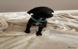 Whippet dogs for sale: 6 stunning whippet puppies  - Image 1