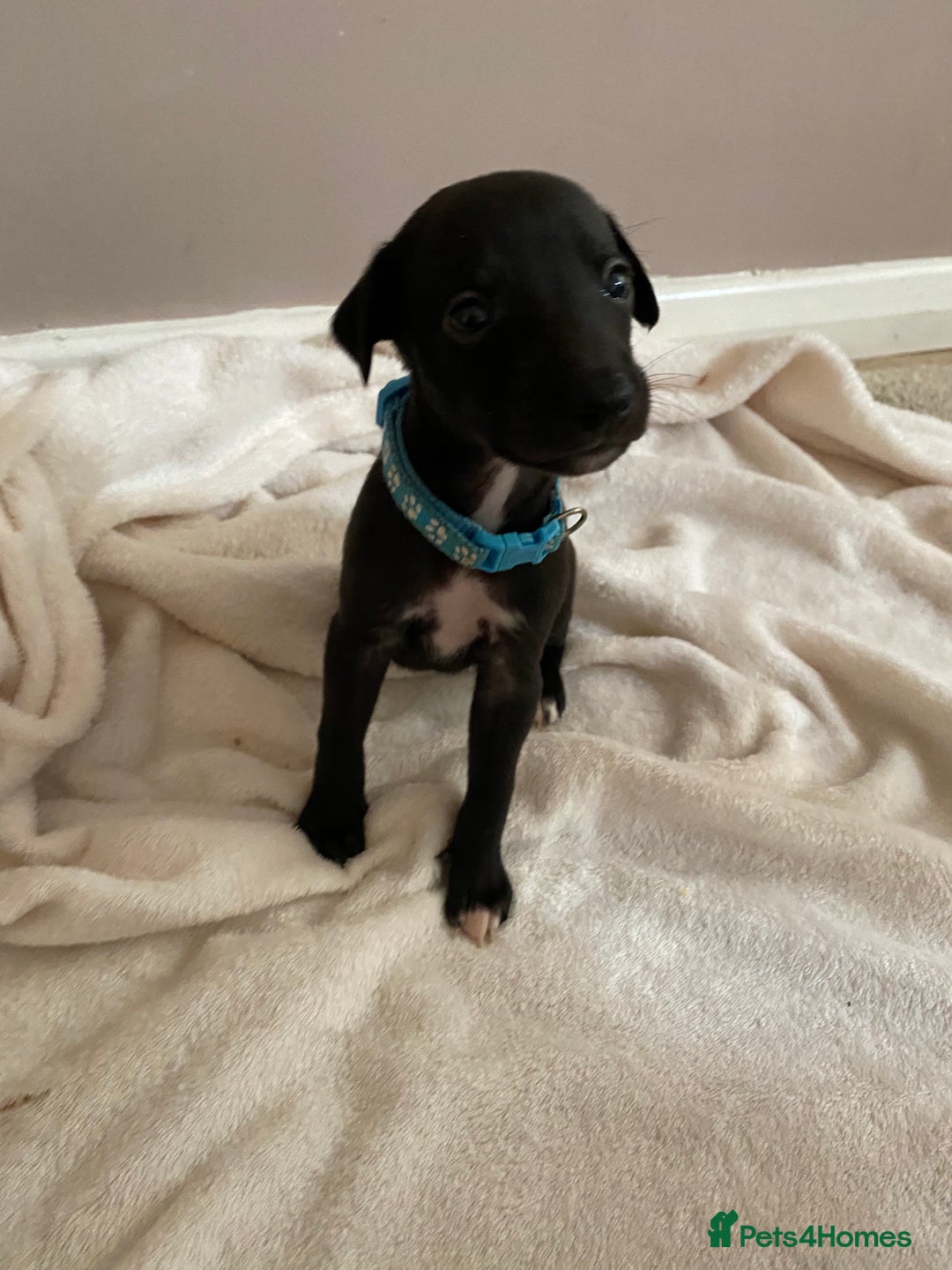 Whippet dogs for sale: 6 stunning whippet puppies  - Image 1