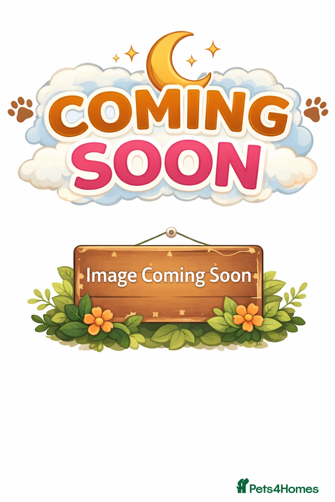 Domestic Shorthair cats for sale: 6 Stunning Kittens – Mix of Boys and Girls  - Advert 2