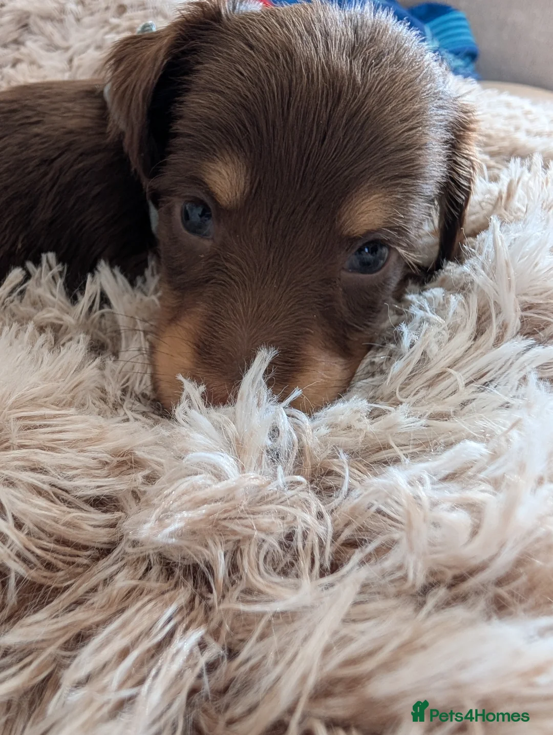 Miniature Dachshund dogs for sale: KC LH stunning boy  - Advert 6