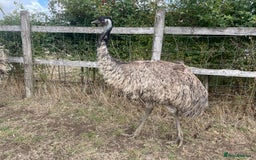 Mixed Breed birds for sale: Emu trio - Image 4