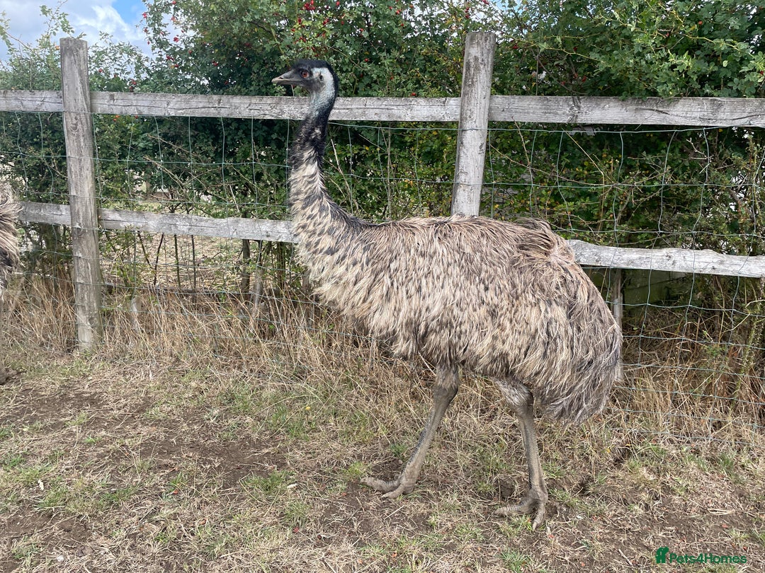 Mixed Breed birds for sale: Emu trio - Image 4