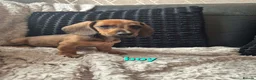 Dachshund dogs for sale: READY NOW- 2 boys 2 girls left Kc mini dachshund  - Advert 10