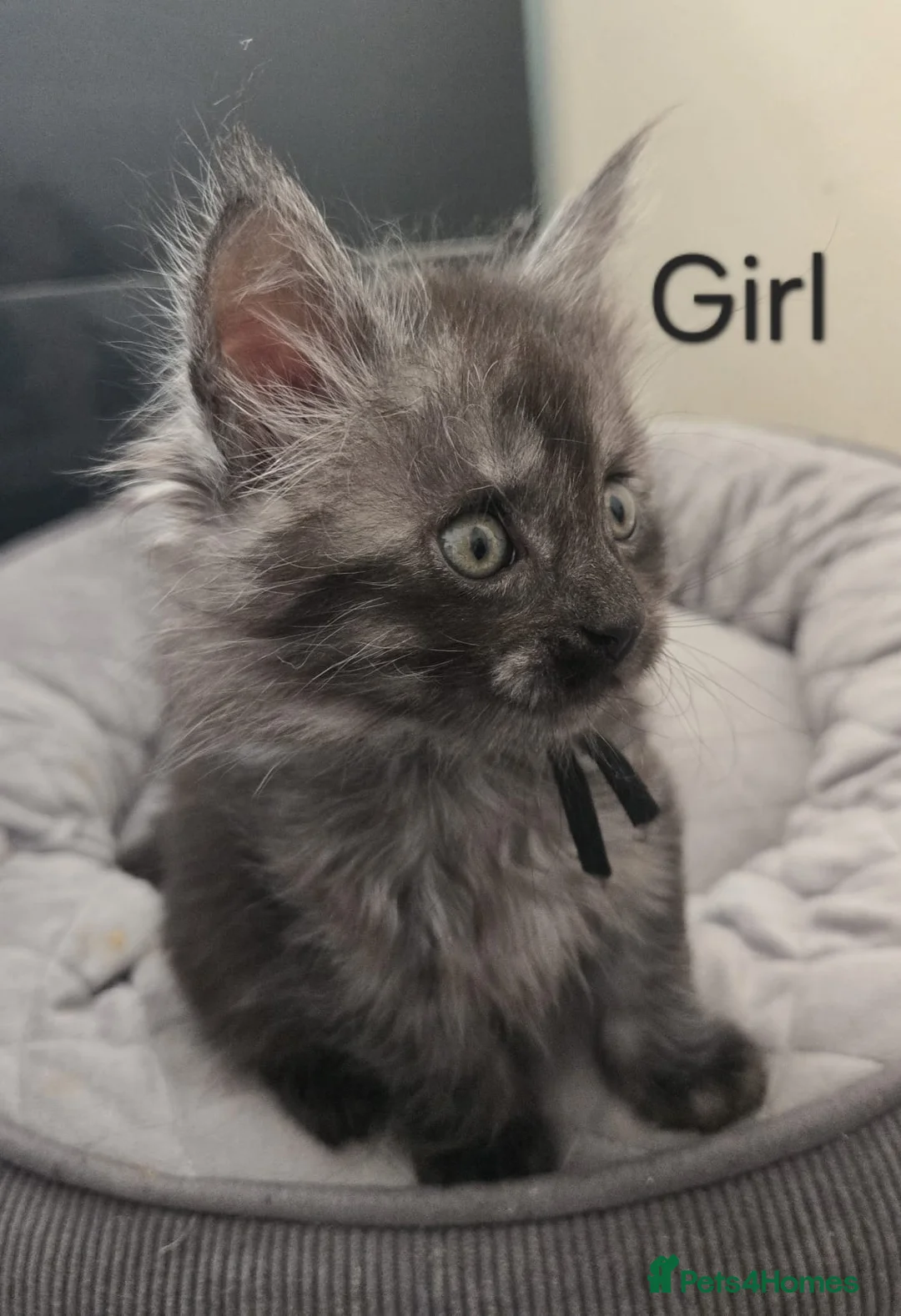 Maine Coon cats for sale: 4 Maine Coon kittens.  - Advert 2