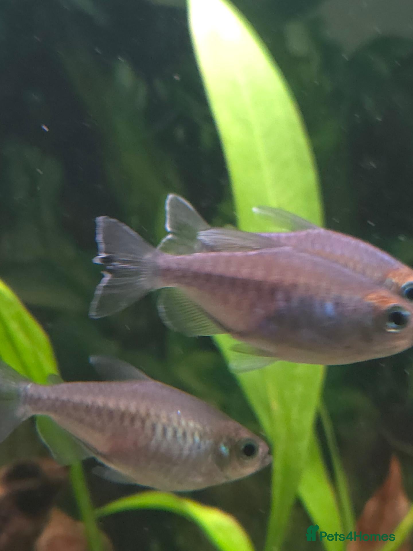 Tetras fish 7x Congo Tetra - Advert 1