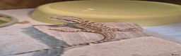 Bearded Dragon reptiles for sale: Friendly Bearded Dragon Babies - Advert 4