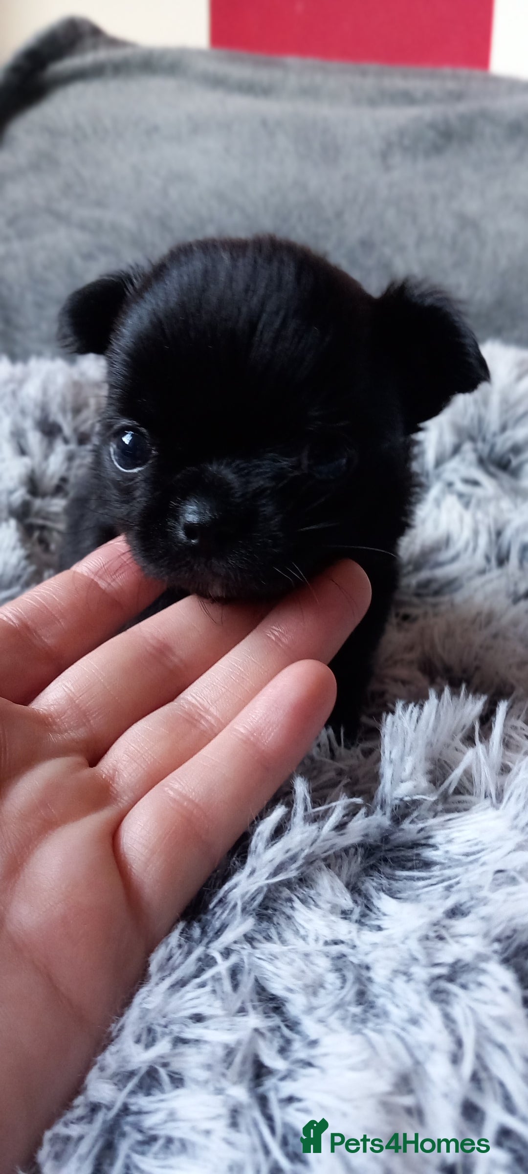 Chihuahua dogs for sale: ❤️‍🔥DNA tested parents❤️‍🔥LC 1Boys KC REG  - Advert 17