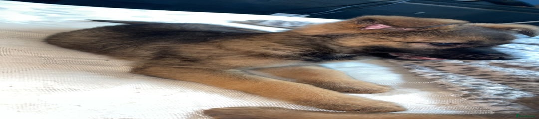 Puppy 2