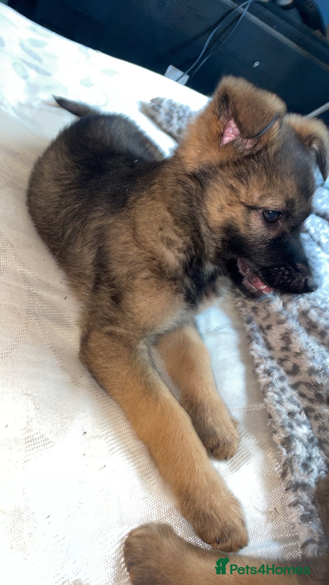 German Shepherd dogs for sale: Female German shepherds  - Image 4