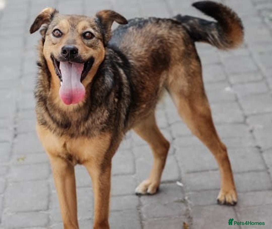 Mixed Breed dogs for adoption: 💖🐶 JESSY 🐶💖 - Advert 6