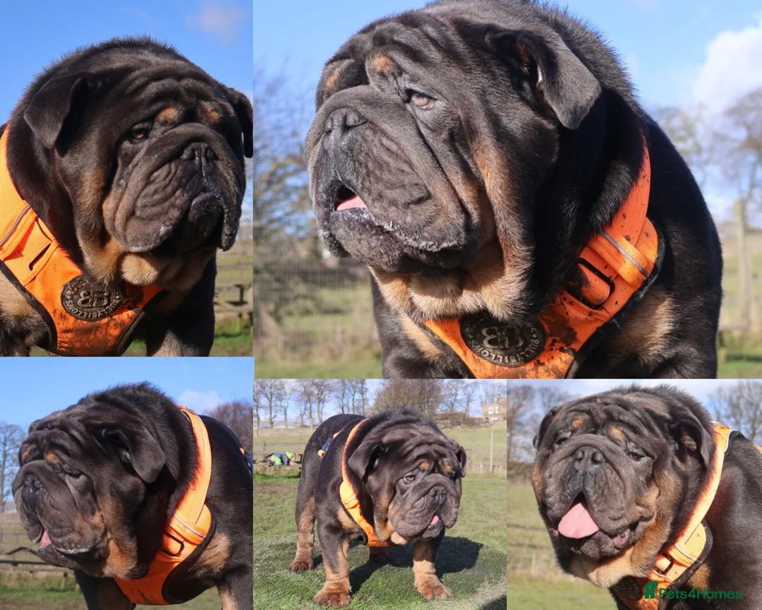English Bulldog dogs for stud: PROVEN KC Blue & Tan Bulldog for Stud - Advert 1