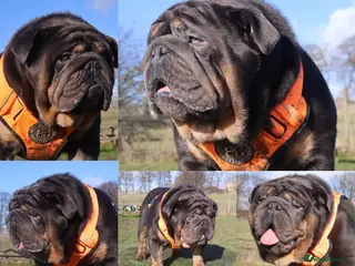 English Bulldog dogs PROVEN KC Blue & Tan Bulldog for Stud - Advert 16