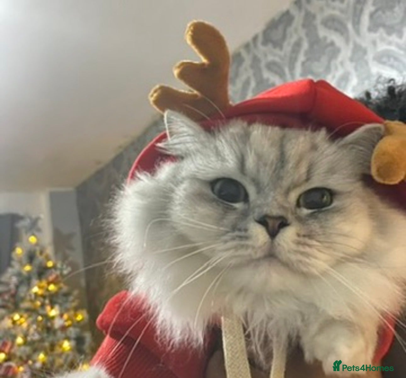 Persian cats LOVING CAT NEEDS REHOMING  - Advert 1