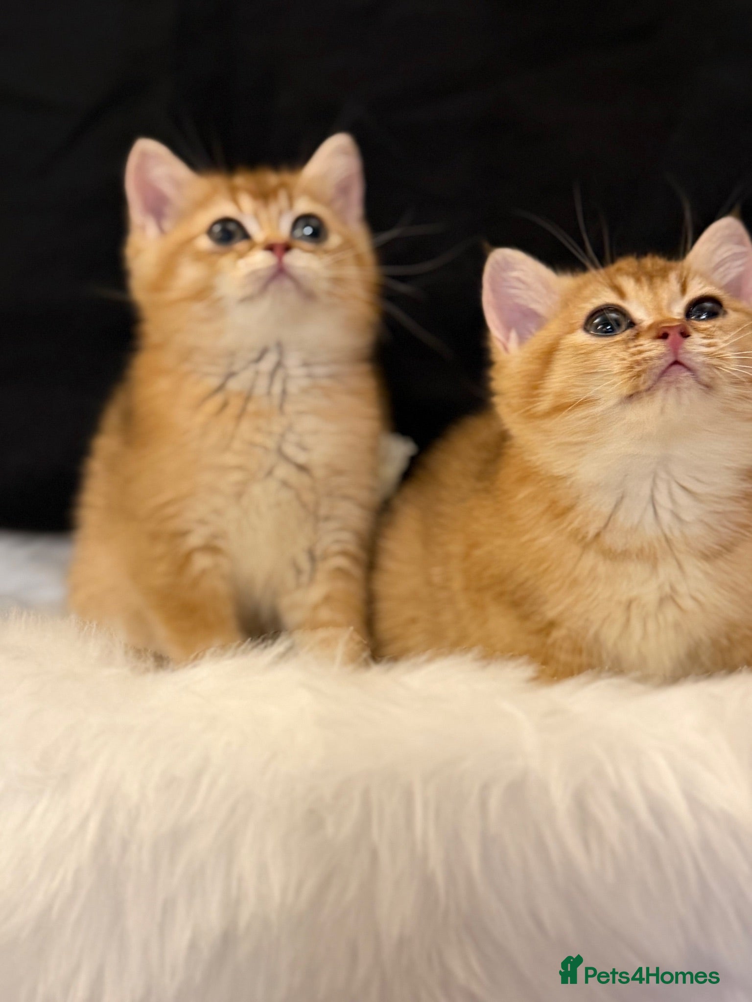 British Shorthair cats Golden & Silver BSH. 100% Pure pedigree Registered - Advert 1