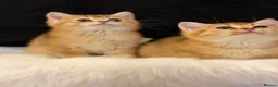 British Shorthair cats for sale: Golden & Silver BSH. 100% Pure pedigree Registered - Advert 4